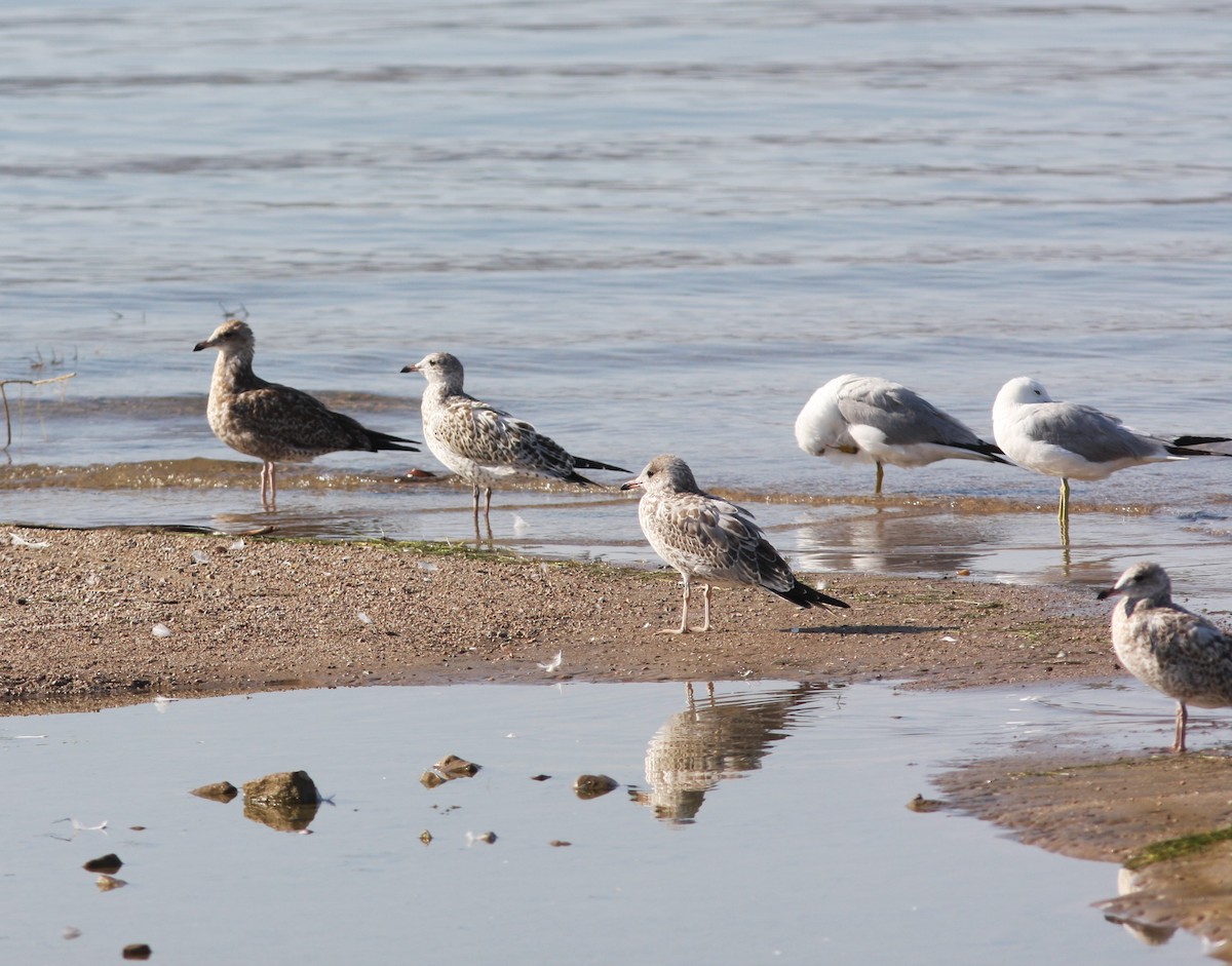 Ring-billed Gull - ML638278083