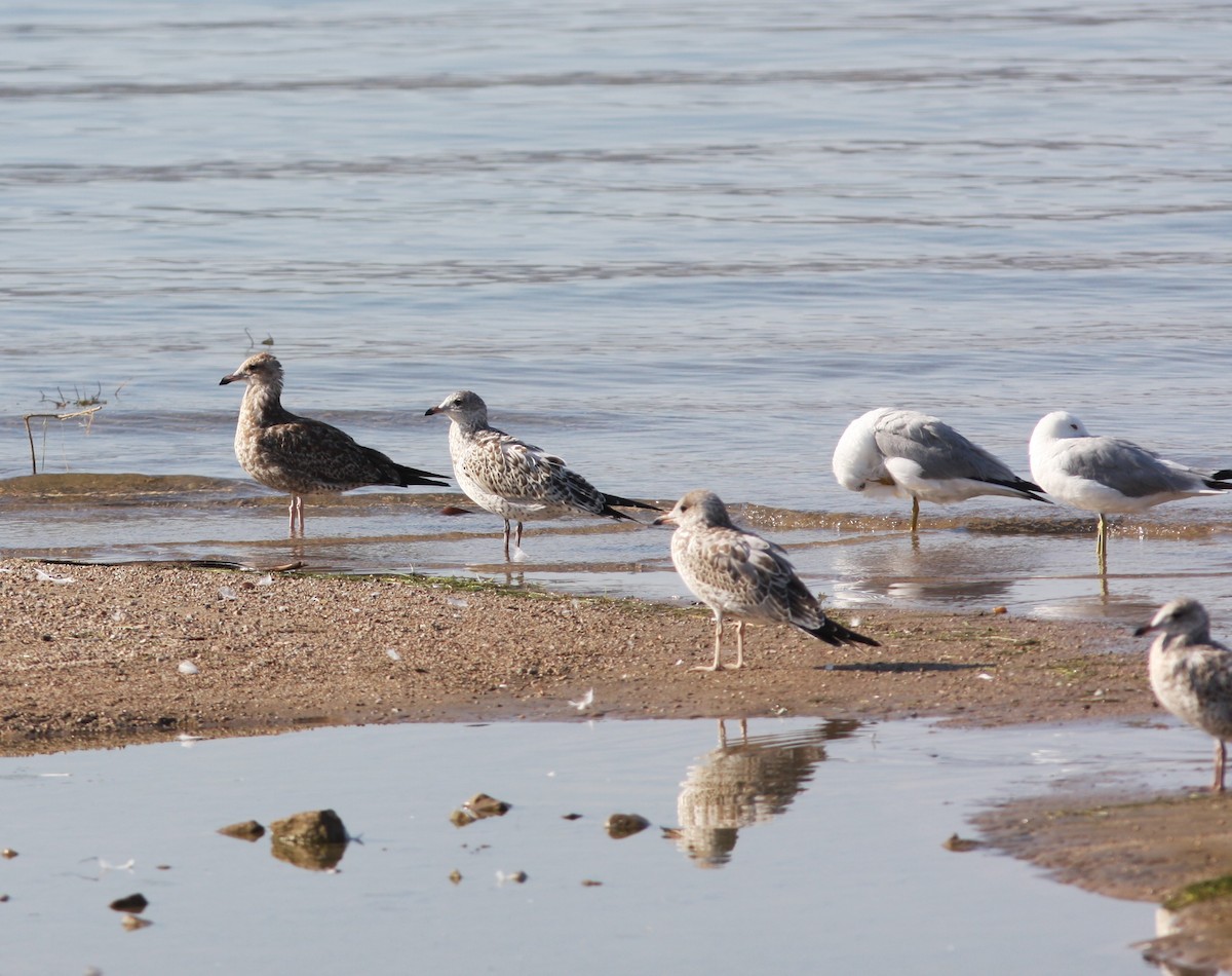 Ring-billed Gull - ML638278084