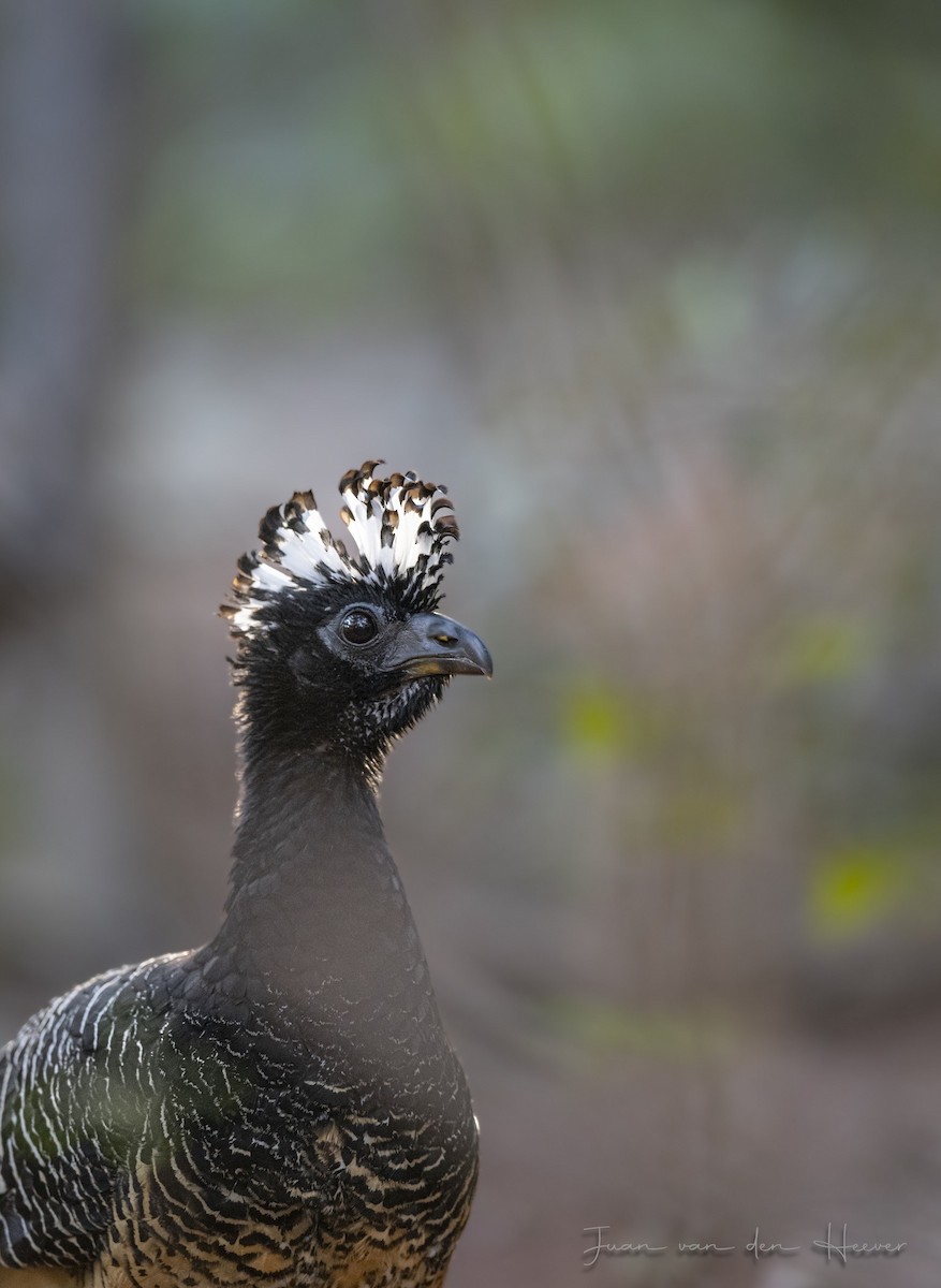 Bare-faced Curassow - ML638278088