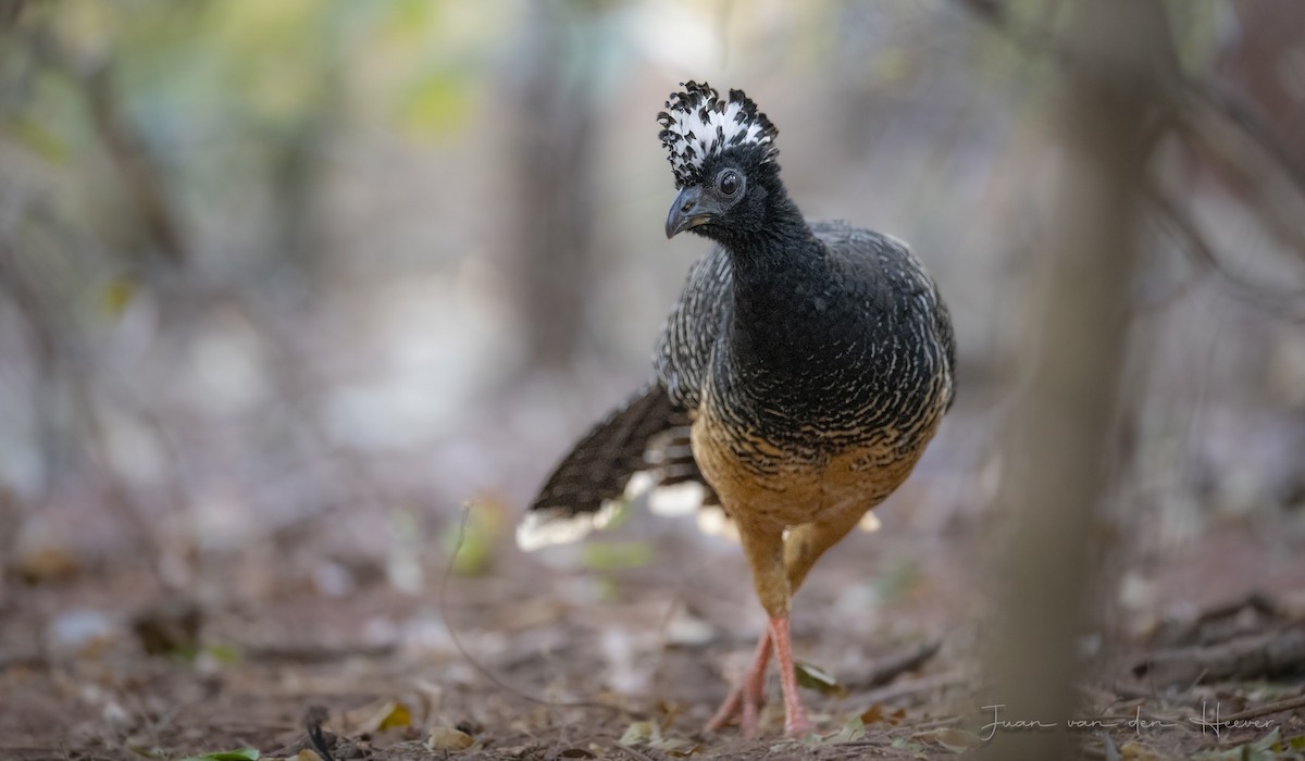 Bare-faced Curassow - ML638278089