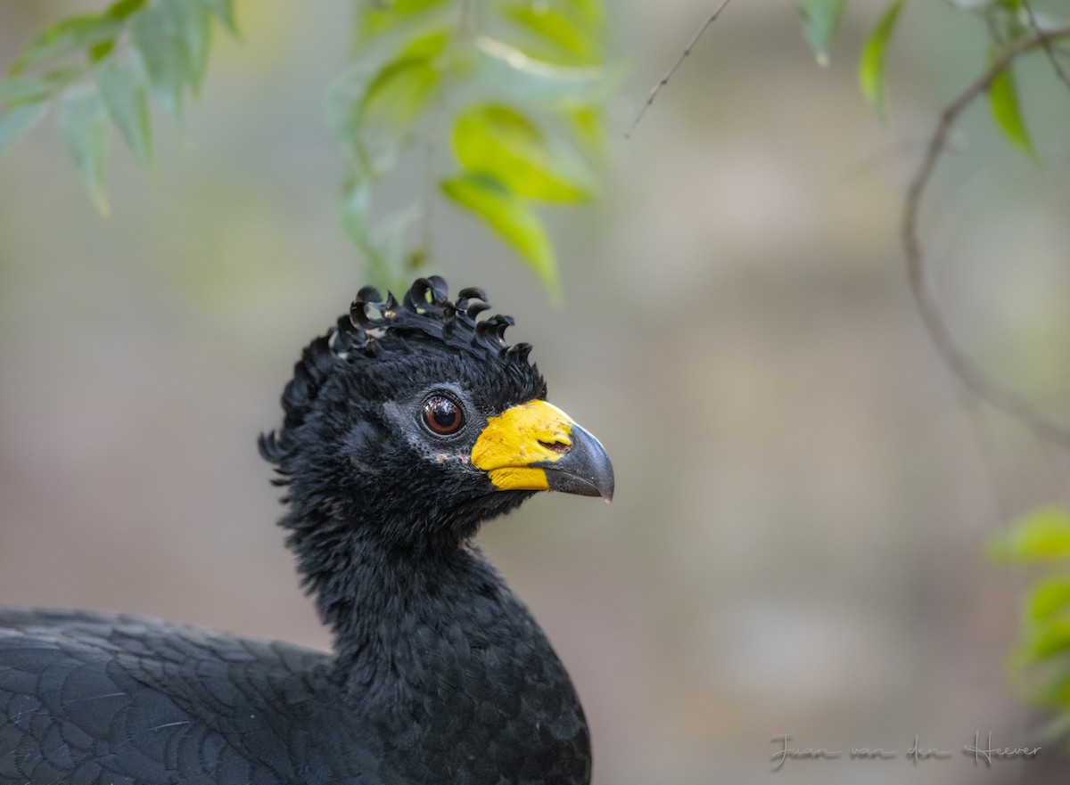 Bare-faced Curassow - ML638278090