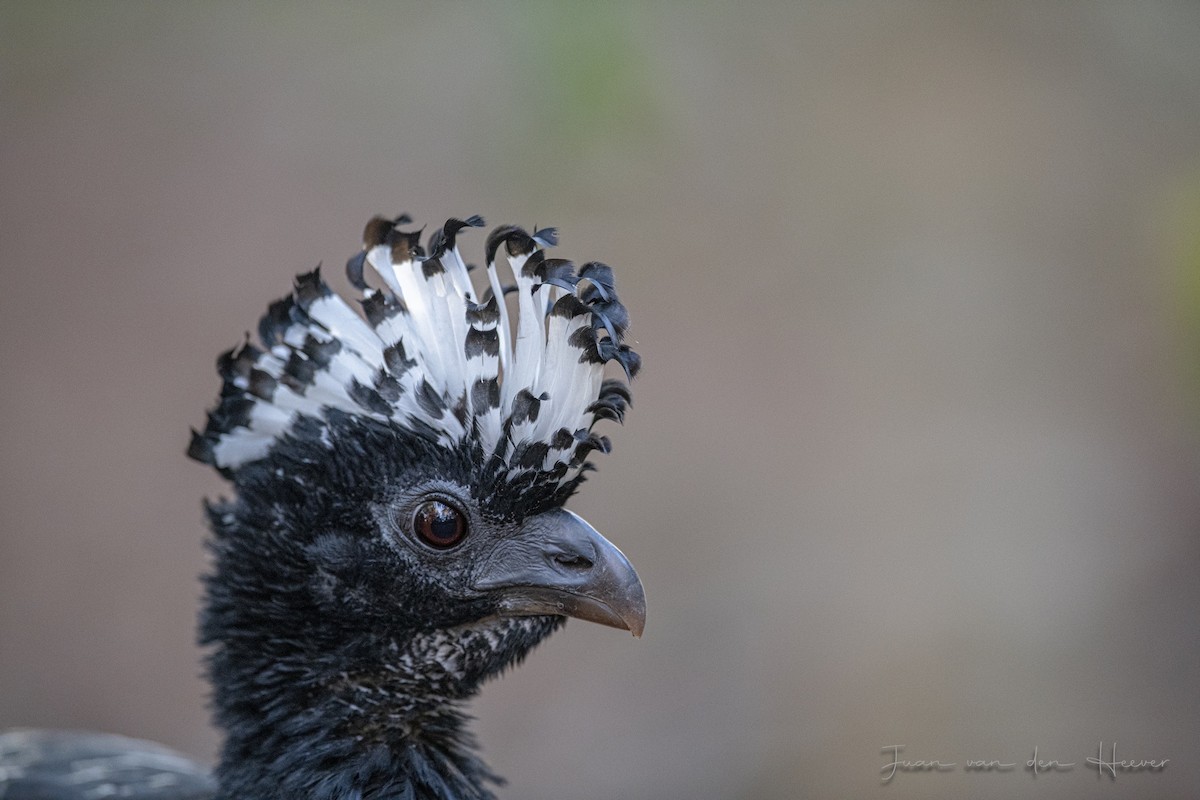 Bare-faced Curassow - ML638278091