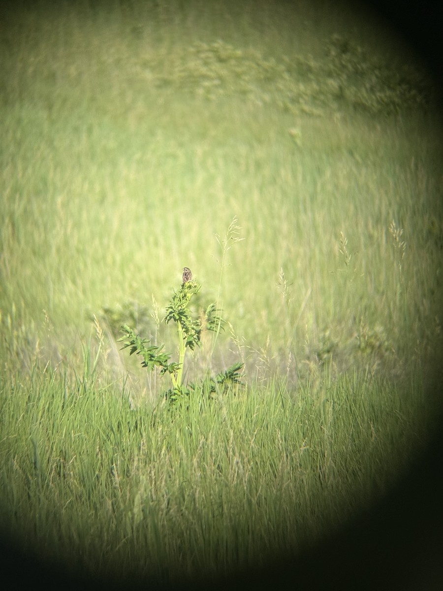 Henslow's Sparrow - ML638278098