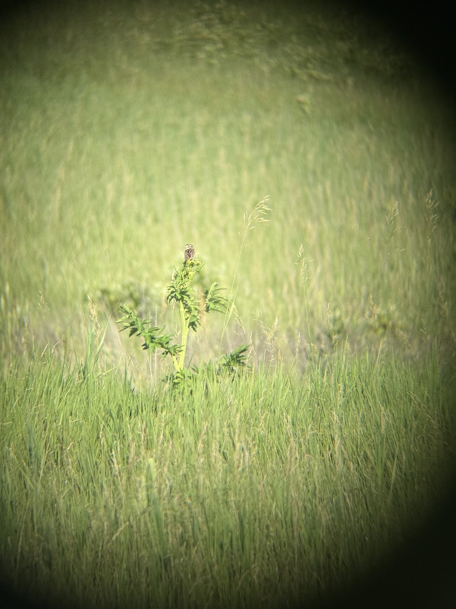 Henslow's Sparrow - ML638278099