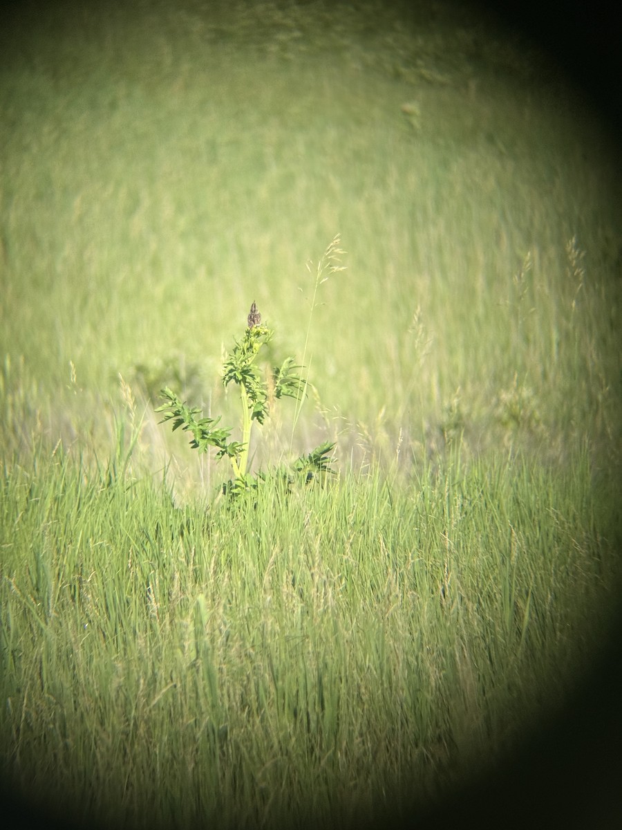 Henslow's Sparrow - ML638278100