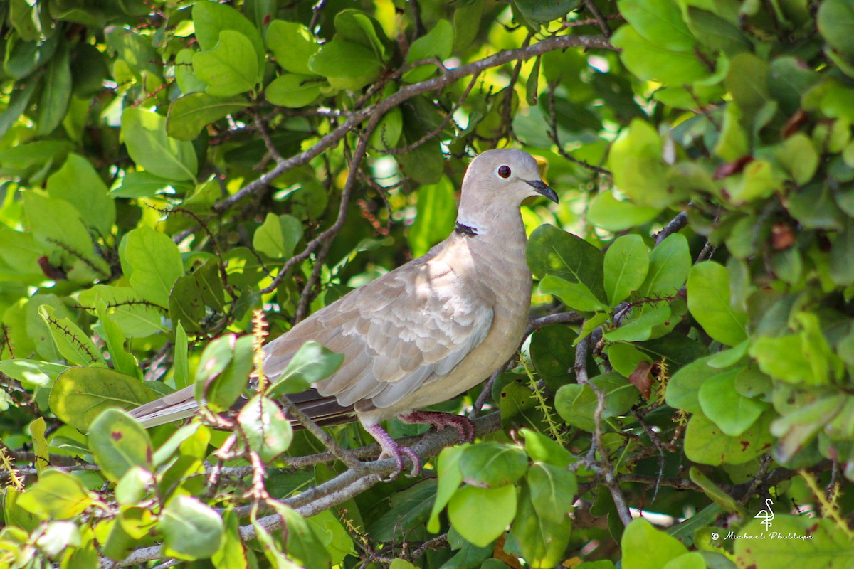 Eurasian Collared-Dove - ML638278101