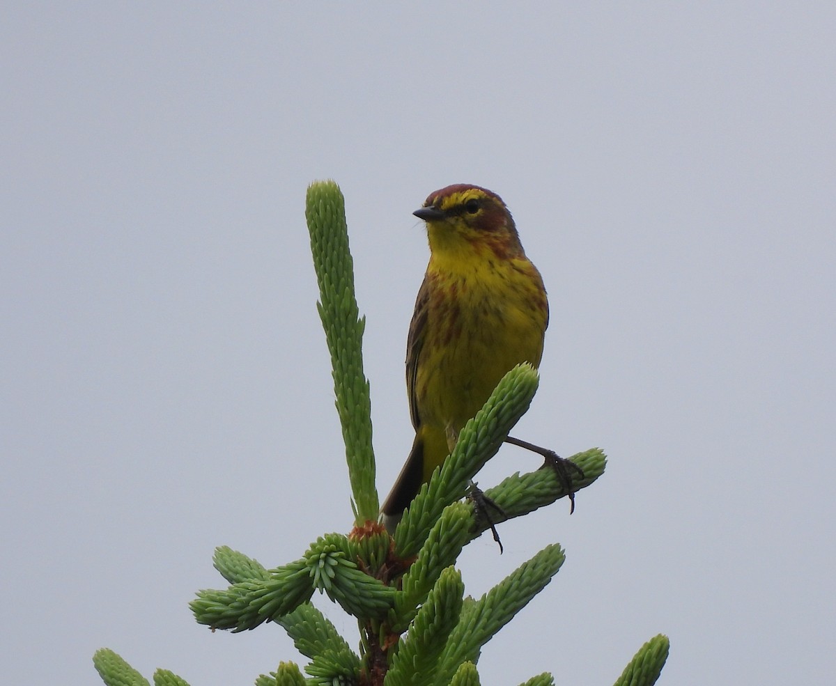 Palm Warbler - ML638278103
