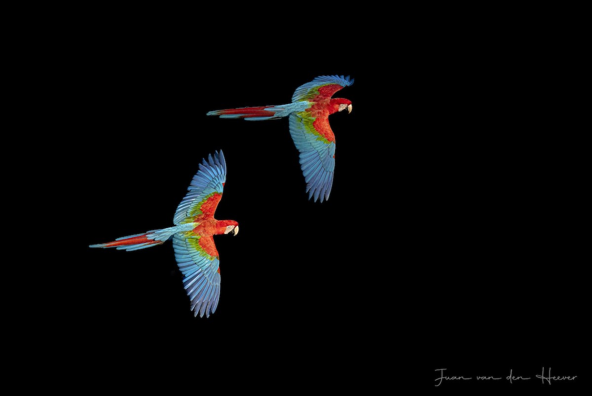 Red-and-green Macaw - ML638278104