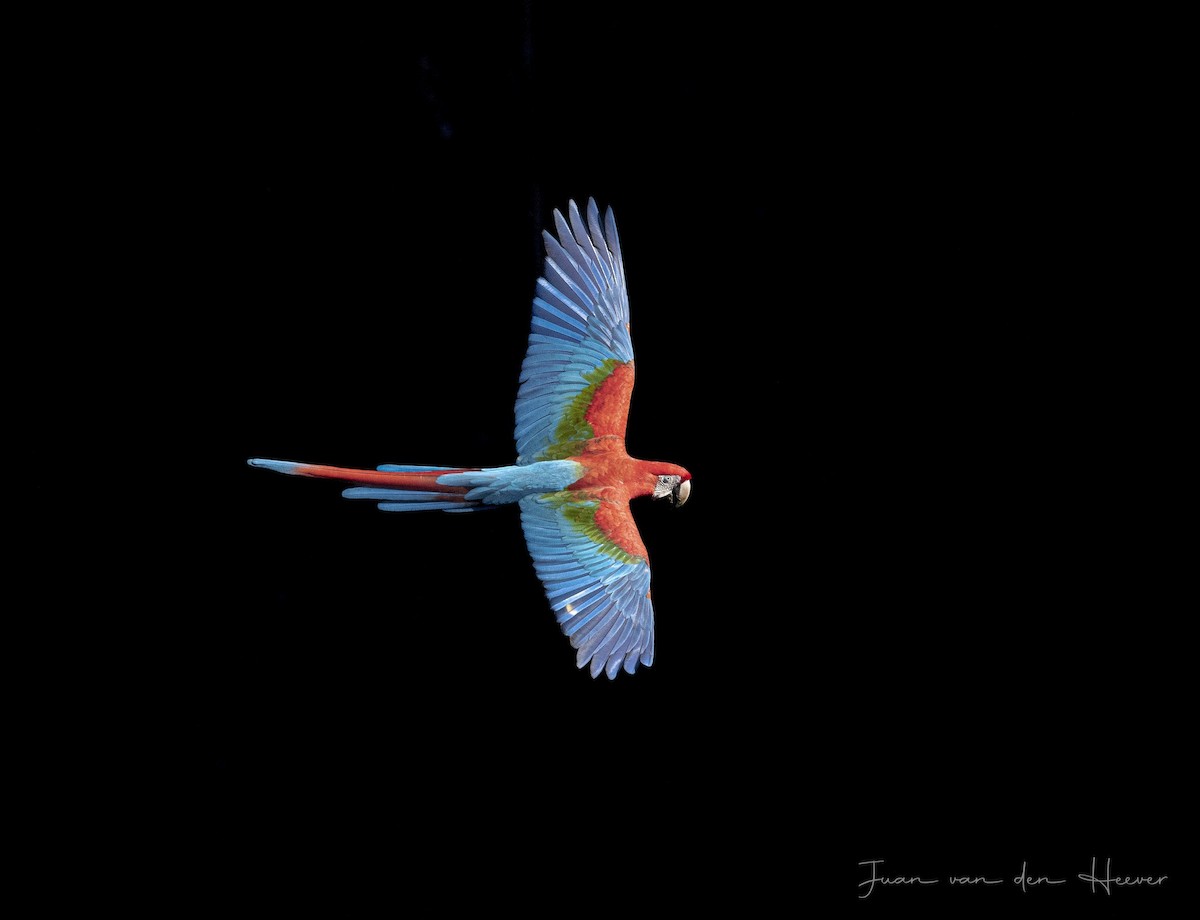 Red-and-green Macaw - ML638278105