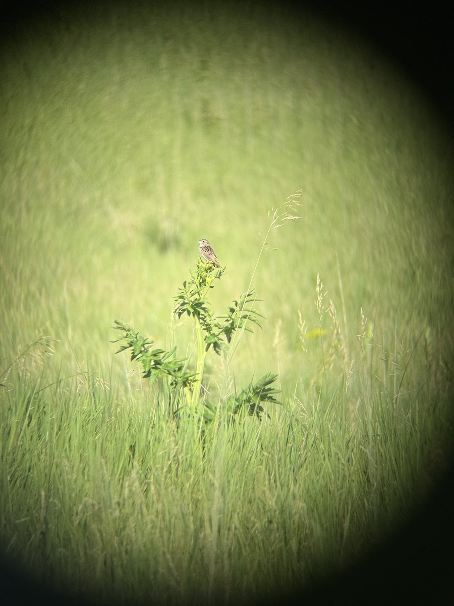 Henslow's Sparrow - ML638278108