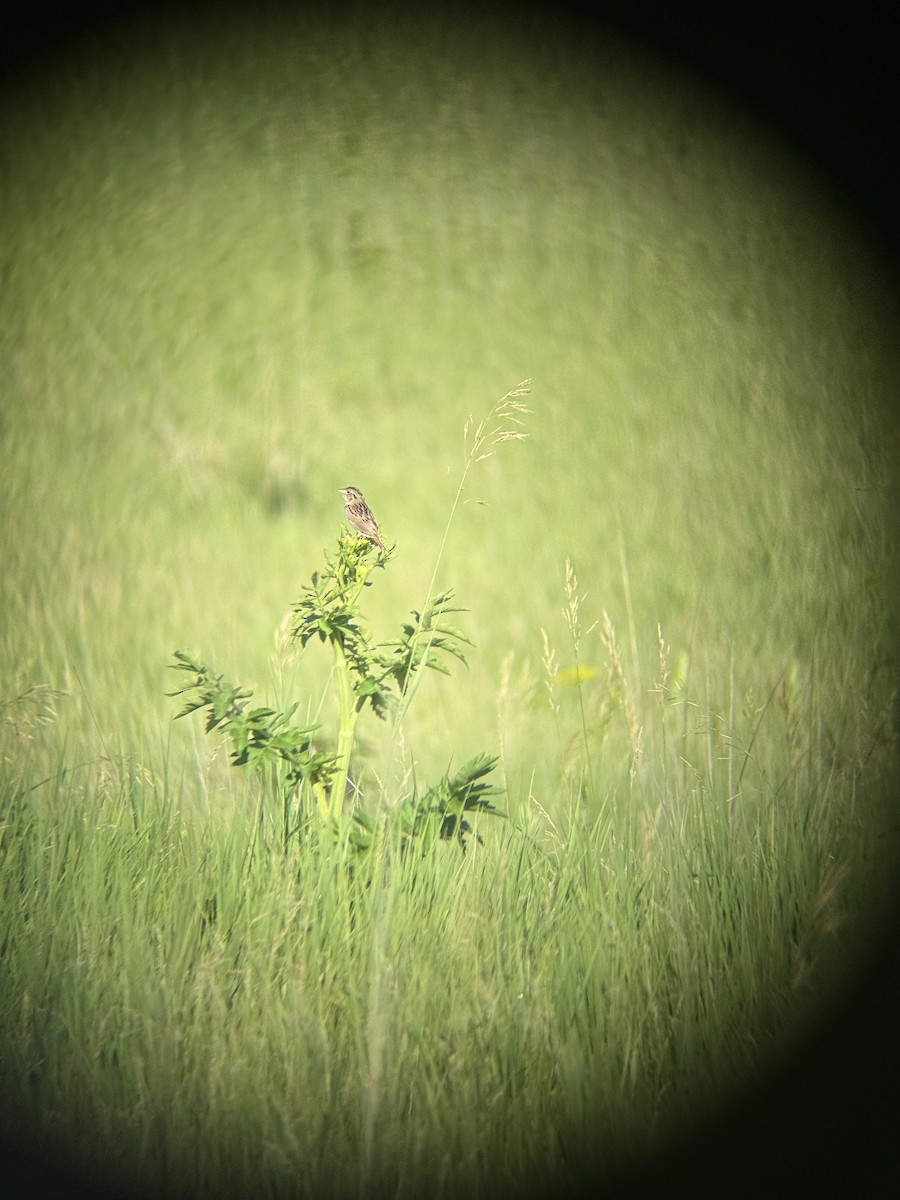 Henslow's Sparrow - ML638278109