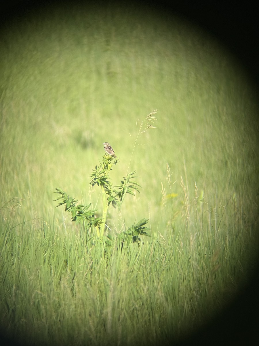 Henslow's Sparrow - ML638278110