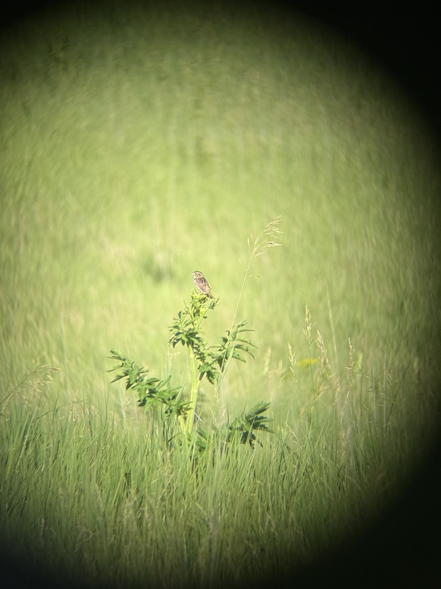 Henslow's Sparrow - ML638278112