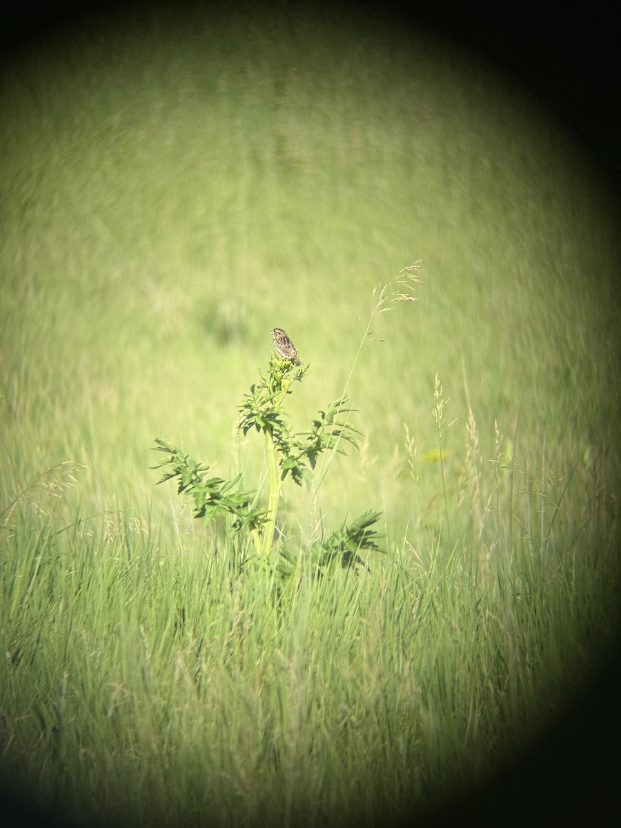 Henslow's Sparrow - ML638278113