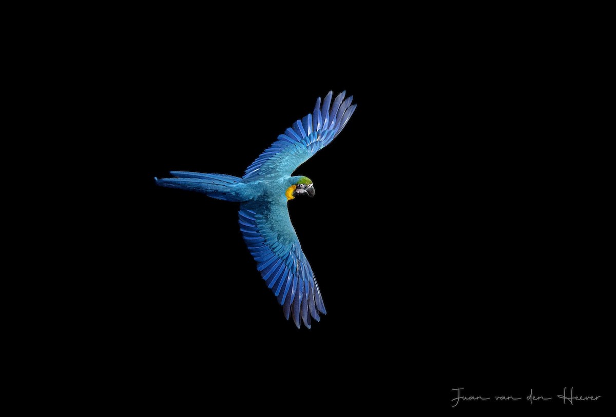 Blue-and-yellow Macaw - ML638278114