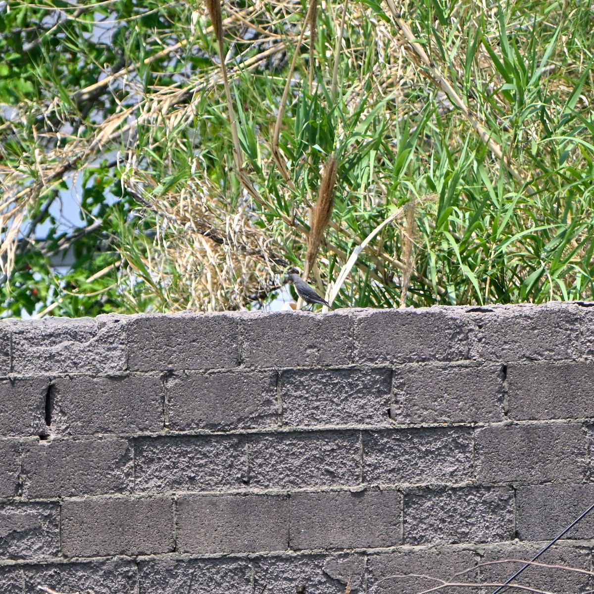 Blue Rock-Thrush - ML638278117
