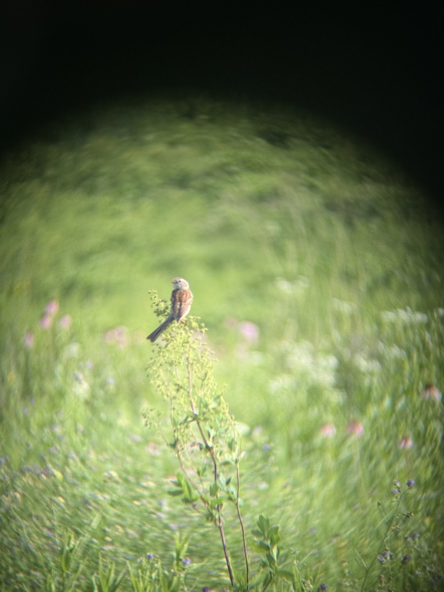 Field Sparrow - ML638278120