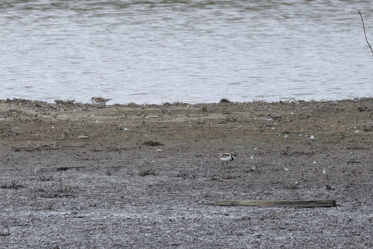 Black-fronted Dotterel - ML638278136