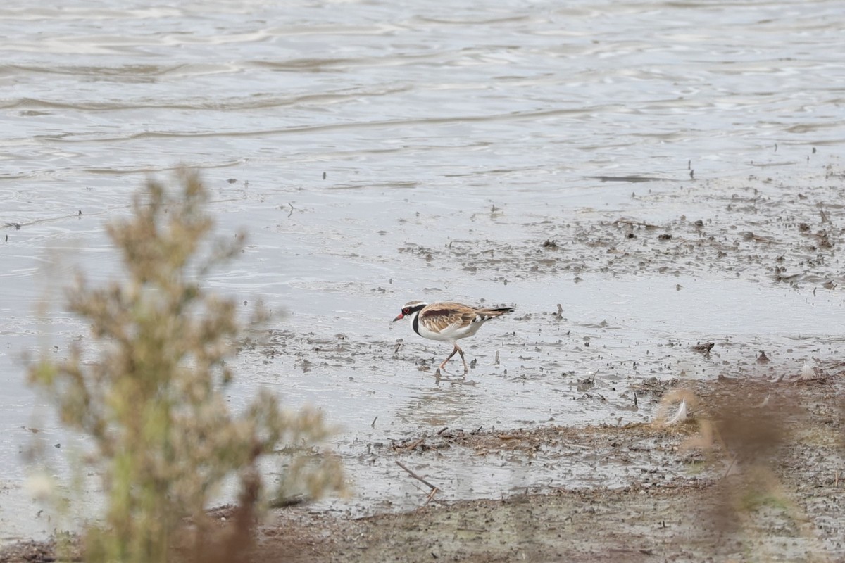 Black-fronted Dotterel - ML638278137