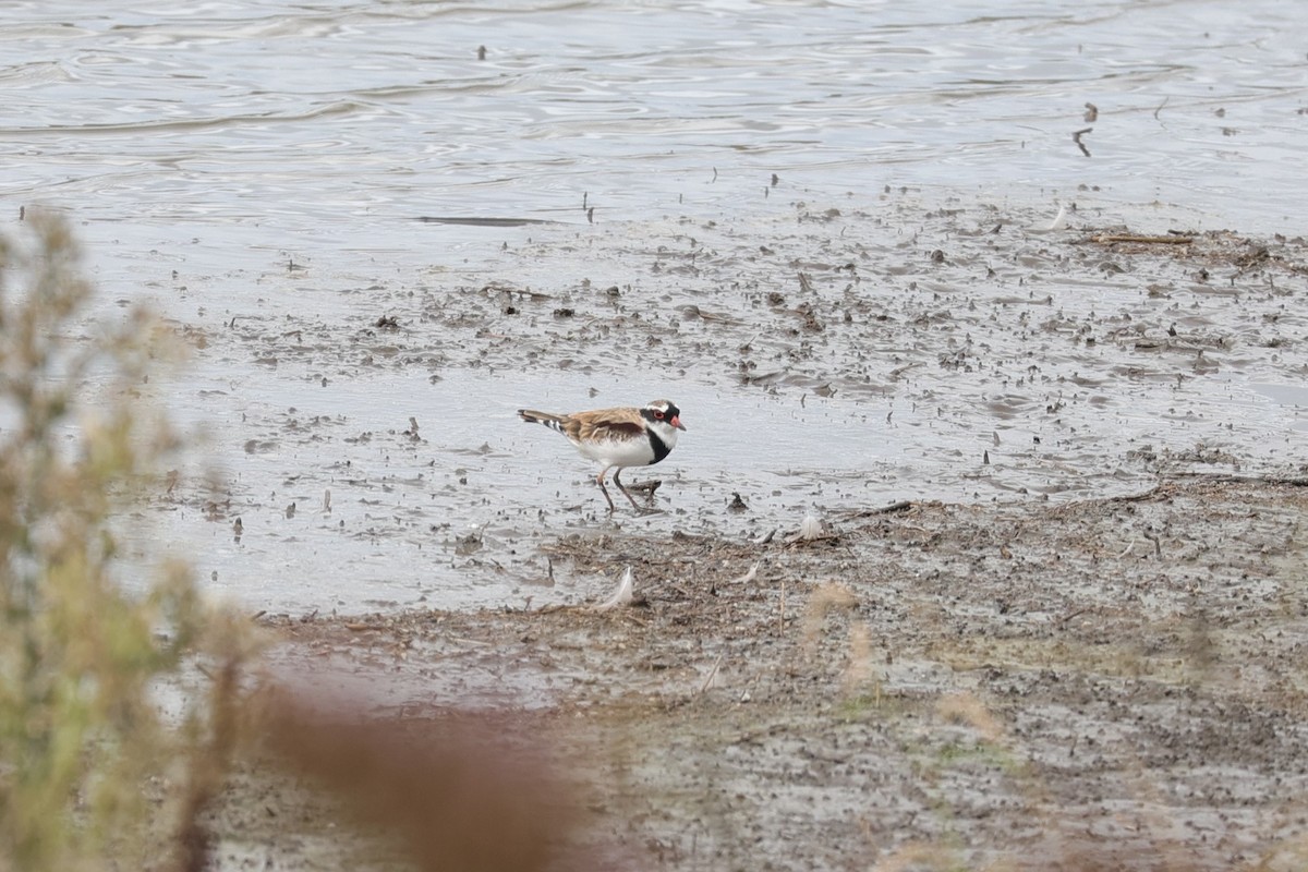 Black-fronted Dotterel - ML638278138
