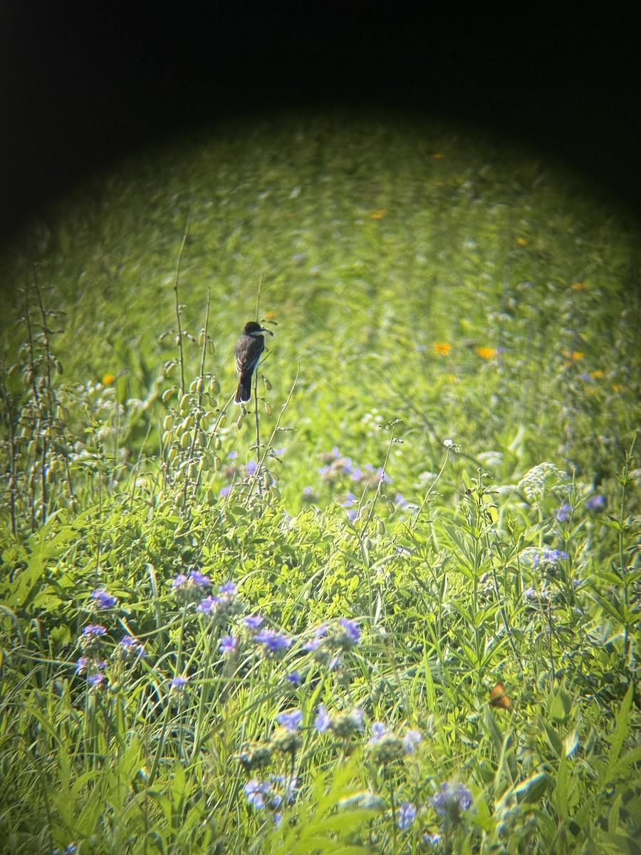 Eastern Kingbird - ML638278145