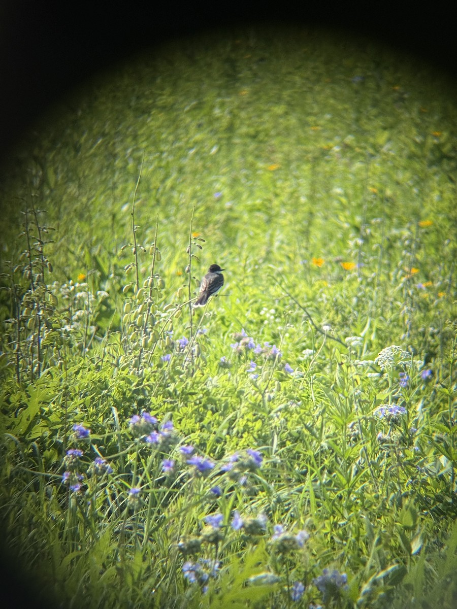 Eastern Kingbird - ML638278146