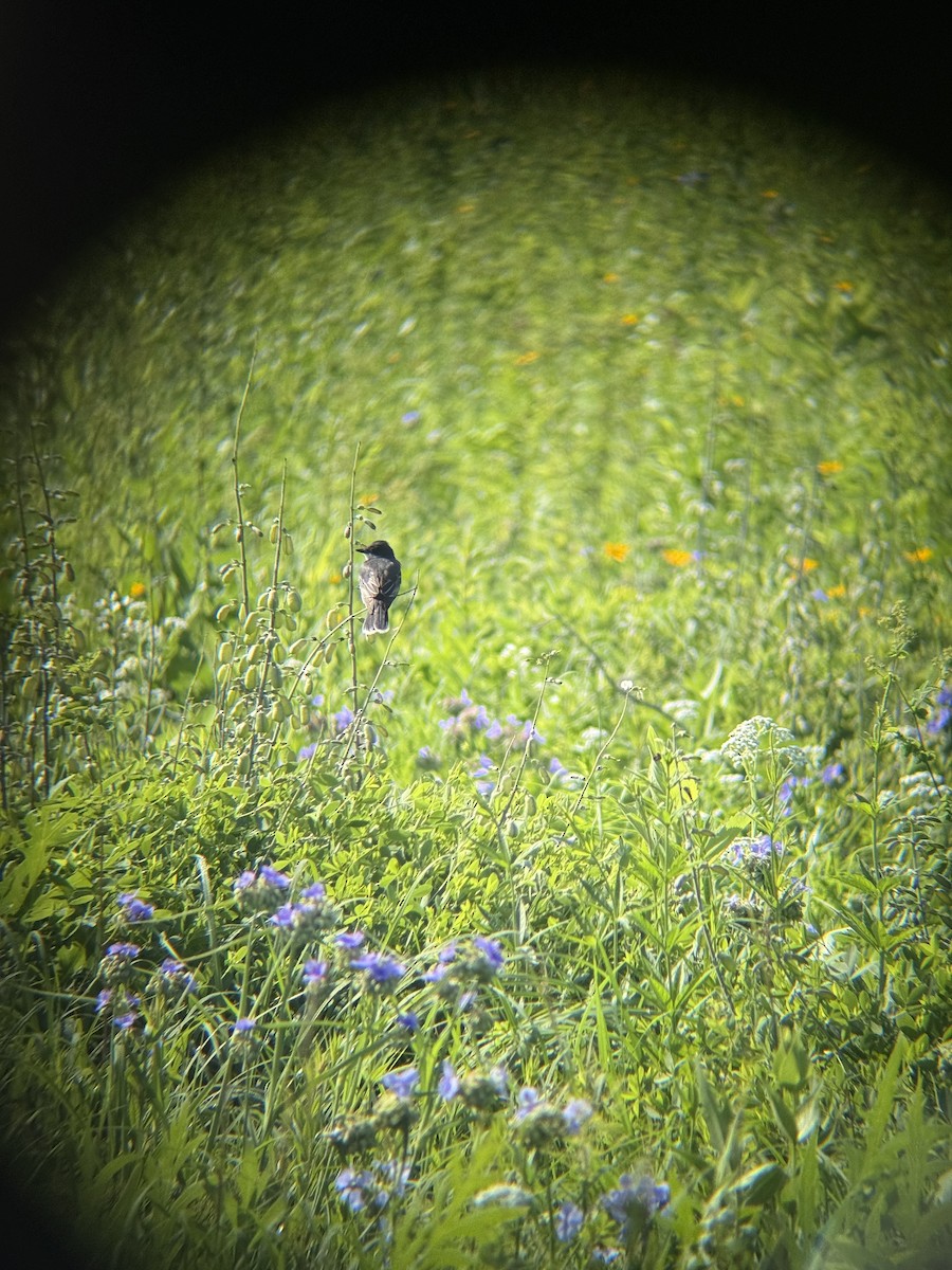 Eastern Kingbird - ML638278147