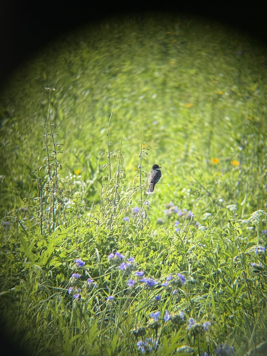 Eastern Kingbird - ML638278148