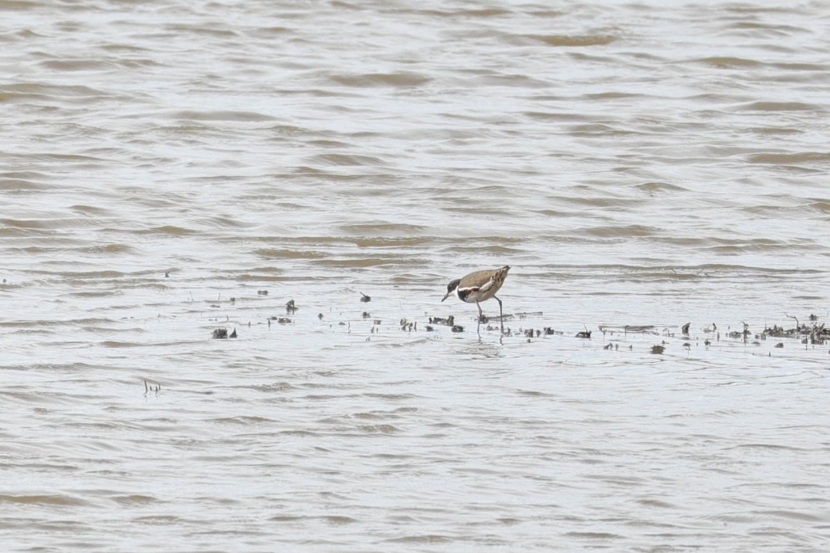 Red-kneed Dotterel - ML638278149
