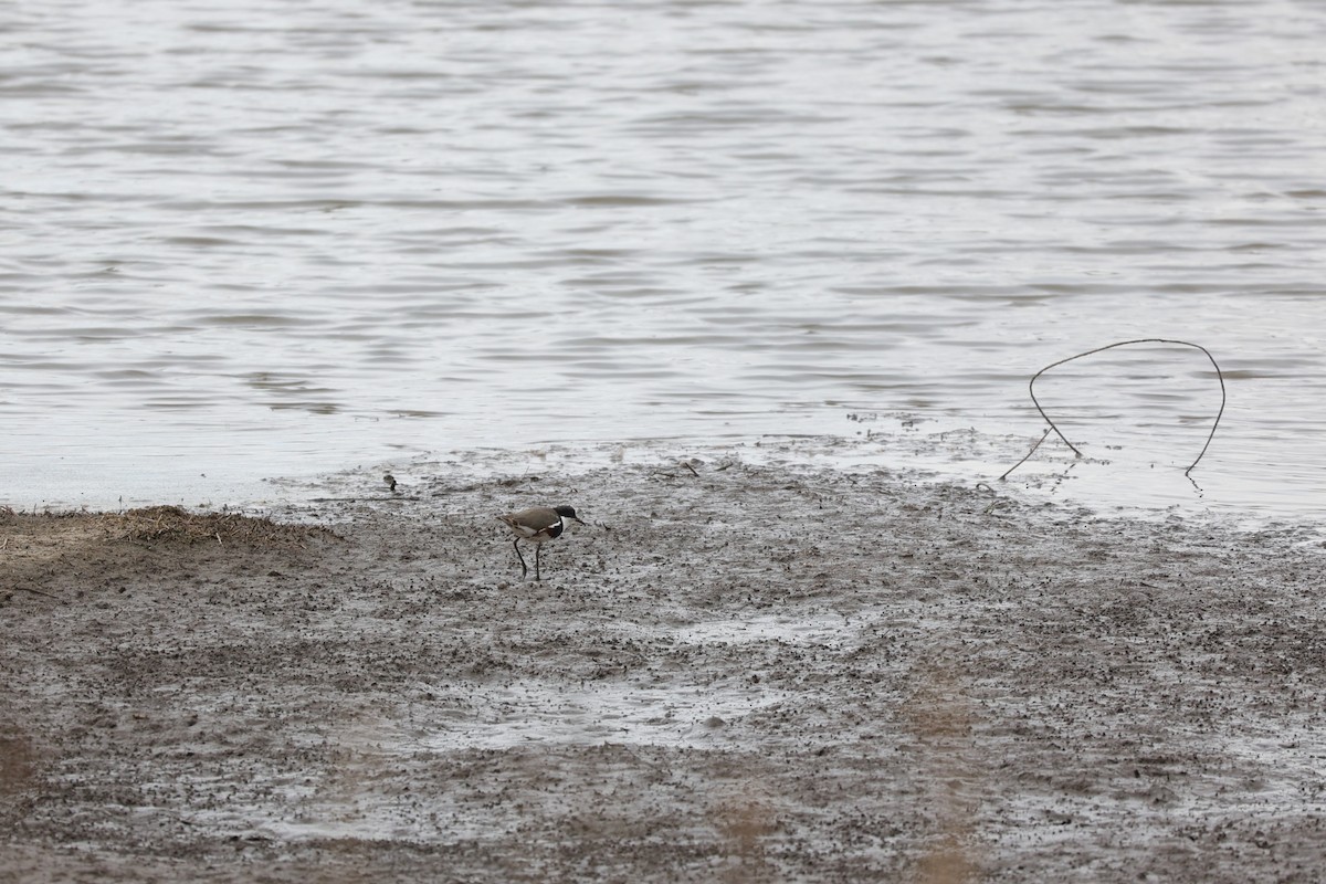 Red-kneed Dotterel - ML638278150