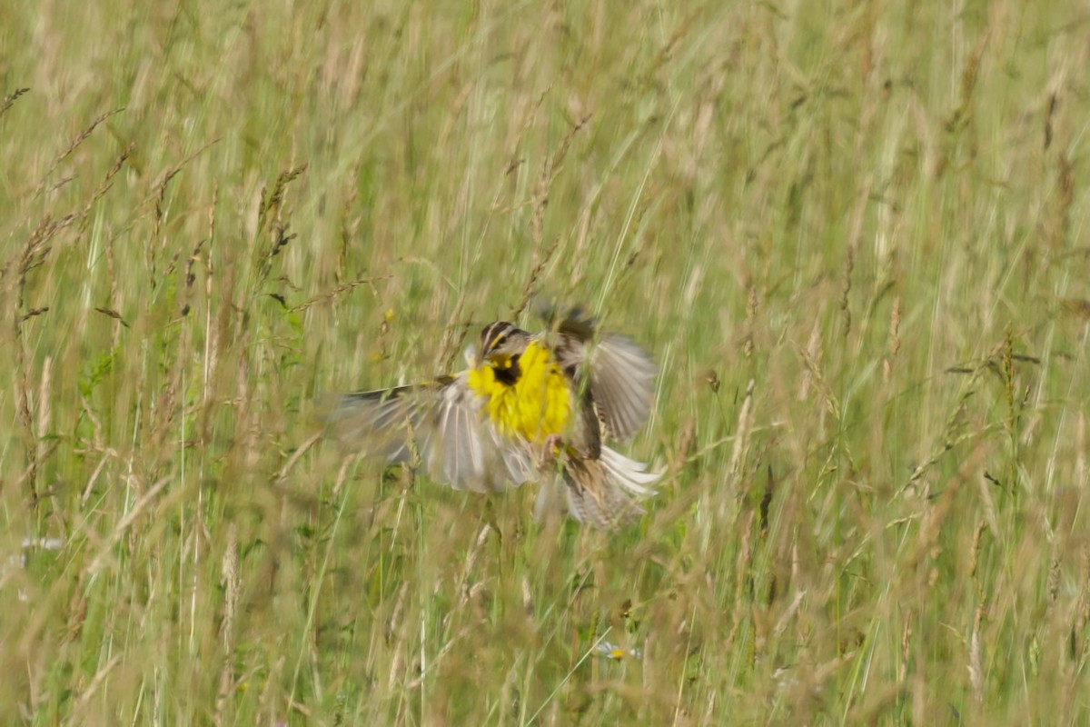Eastern Meadowlark - ML638278159