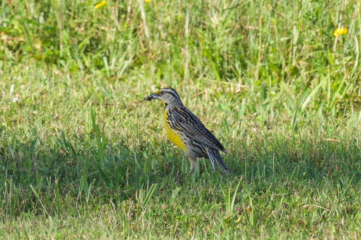 Eastern Meadowlark - ML638278160