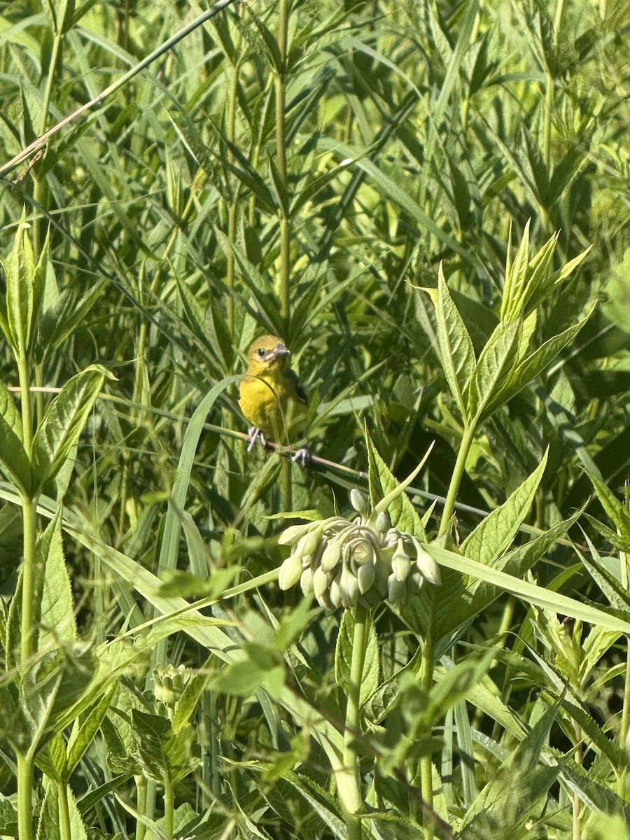 Common Yellowthroat - ML638278162