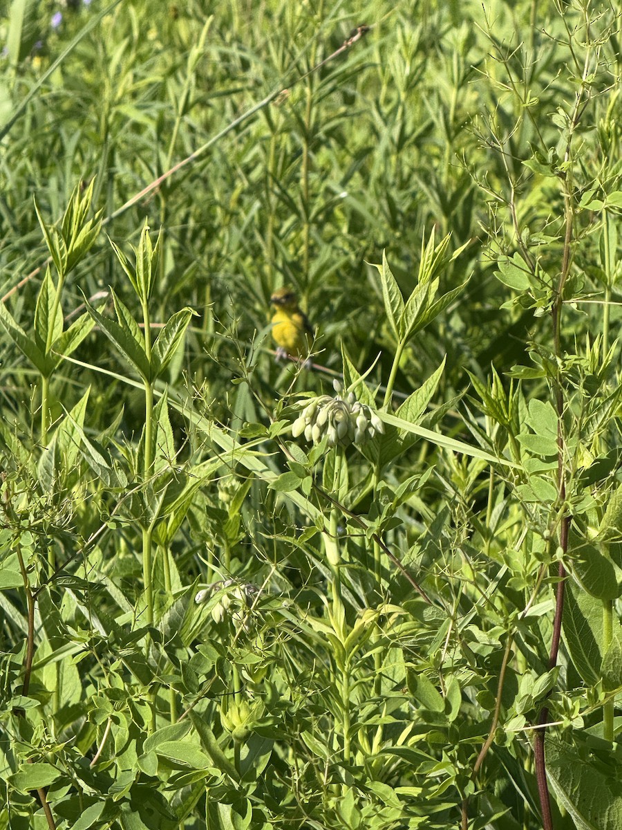 Common Yellowthroat - ML638278163