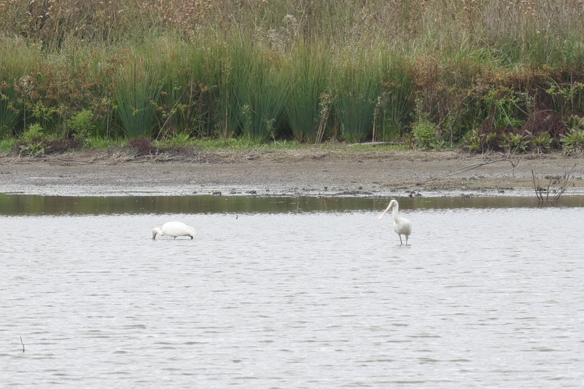 Yellow-billed Spoonbill - ML638278169