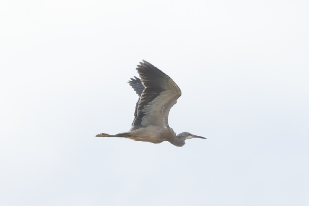 白臉鷺 - ML638278177