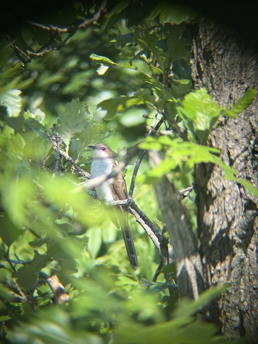 Black-billed Cuckoo - ML638278178