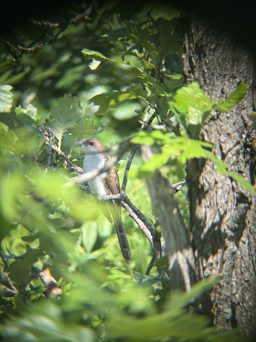 Black-billed Cuckoo - ML638278179