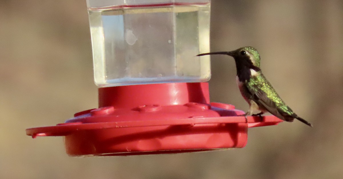 Lucifer Hummingbird - ML638278185