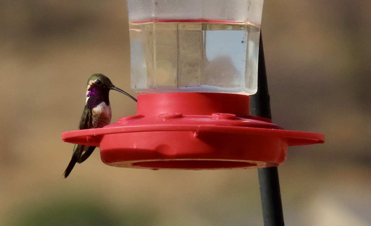 Lucifer Hummingbird - ML638278186