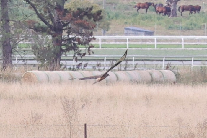 Swamp Harrier - ML638278196