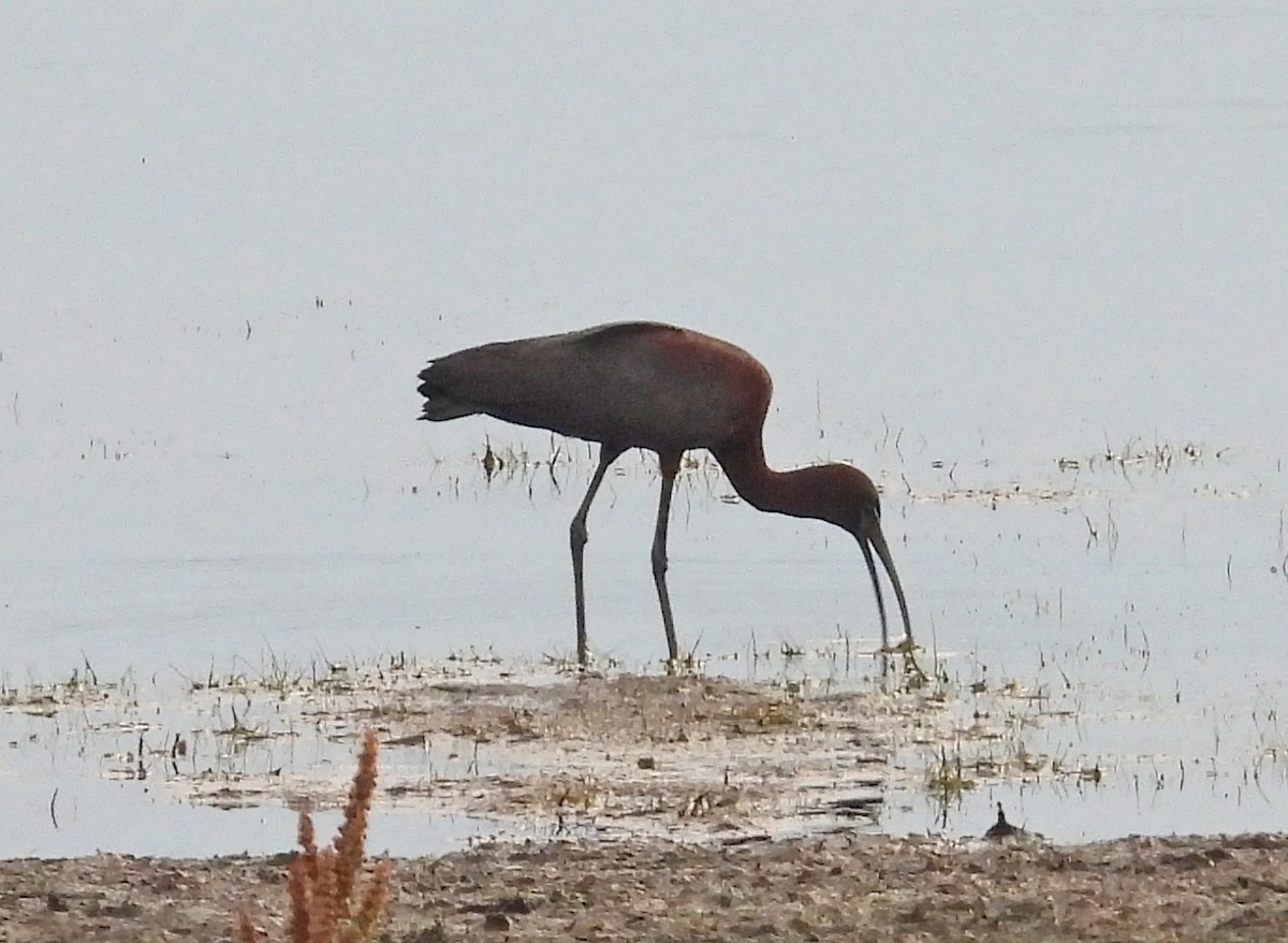 bronseibis - ML638278199