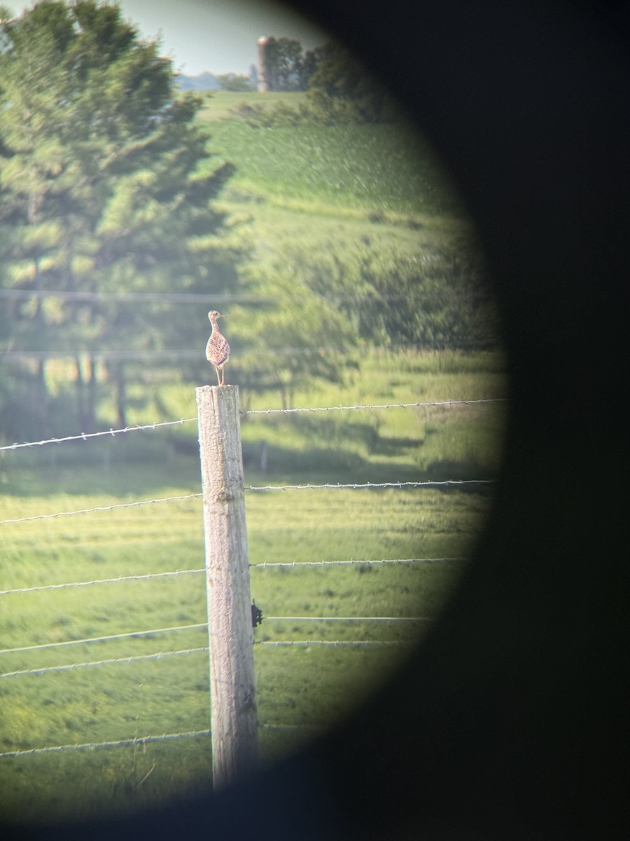 Upland Sandpiper - ML638278208
