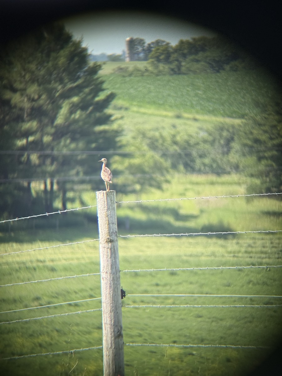 Upland Sandpiper - ML638278209