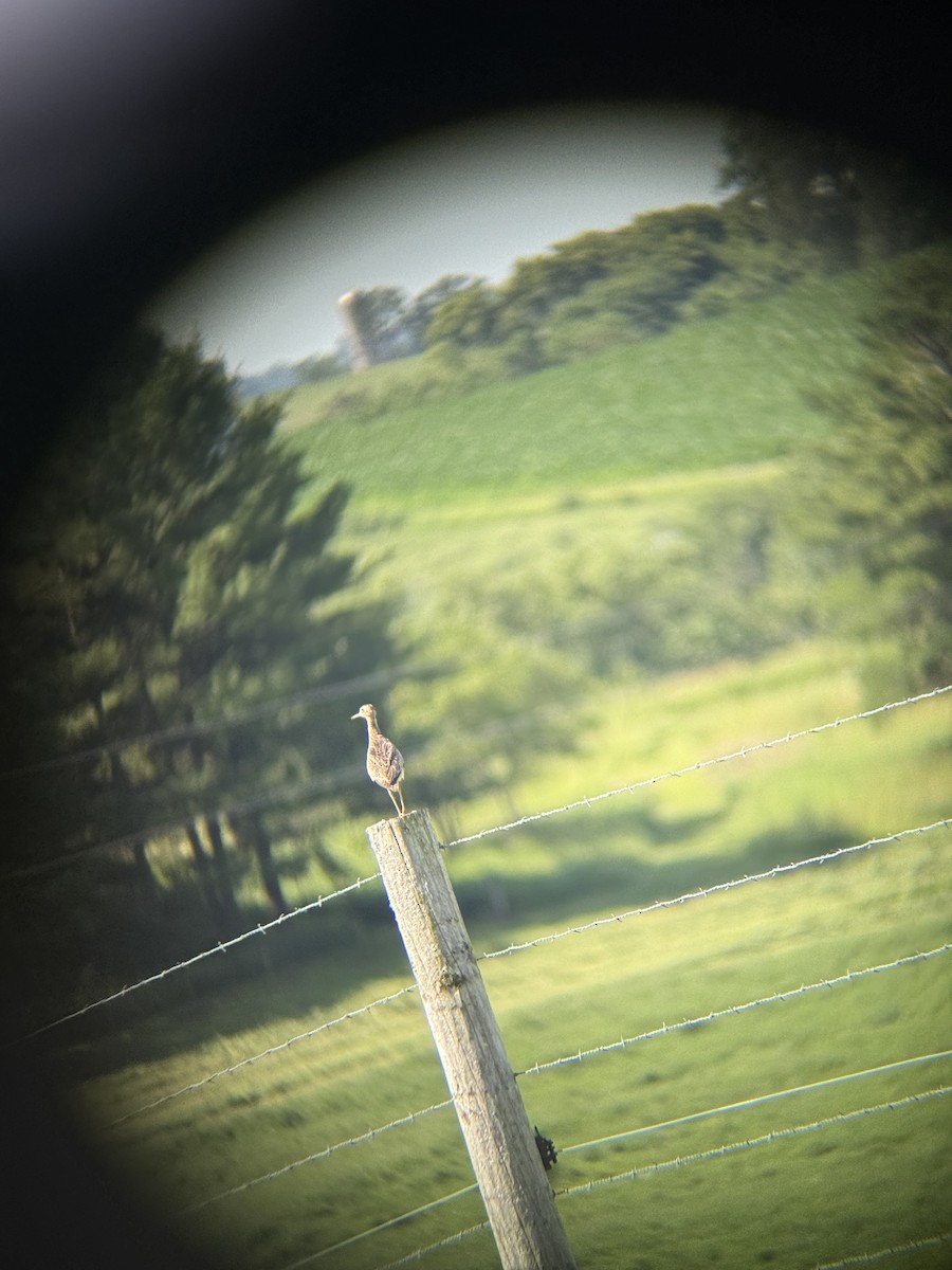 Upland Sandpiper - ML638278210