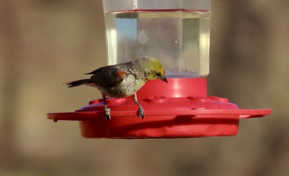 Verdin - ML638278211