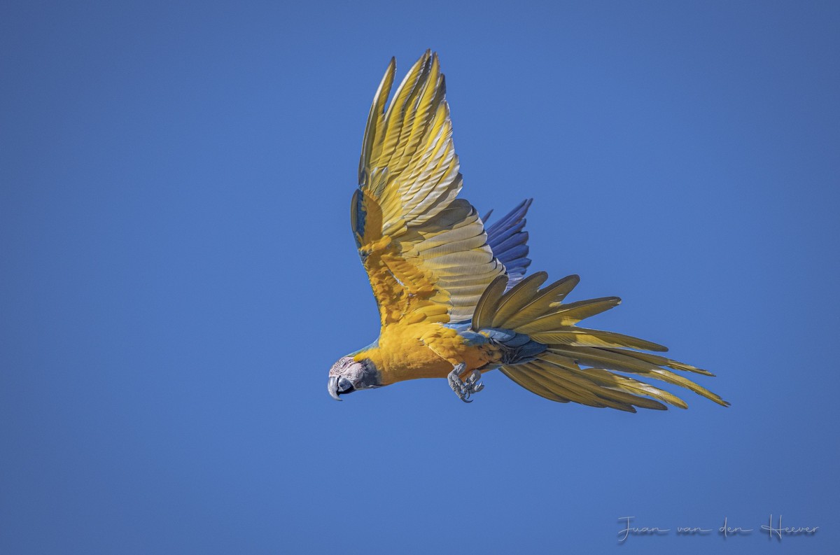 Blue-and-yellow Macaw - ML638278215
