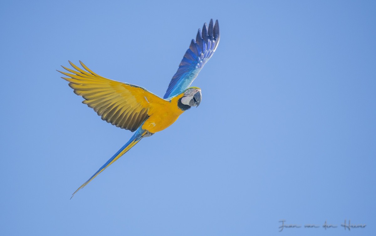 Blue-and-yellow Macaw - ML638278216