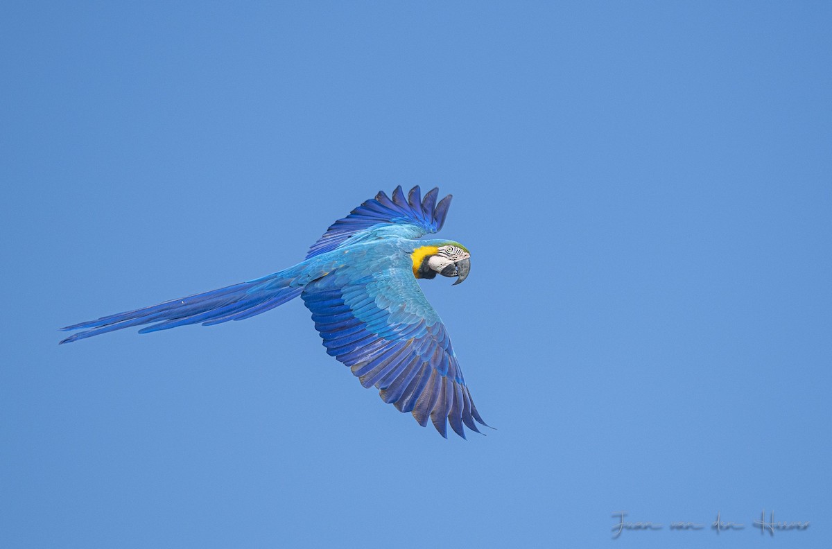 Blue-and-yellow Macaw - ML638278217
