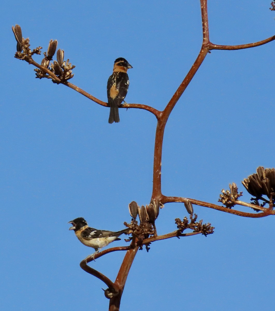 Black-headed Grosbeak - ML638278220